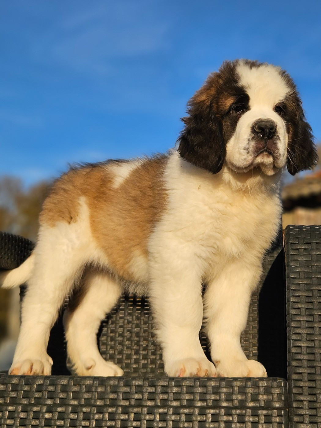 Chiot Chien du Saint-Bernard des préludes du chassignolan