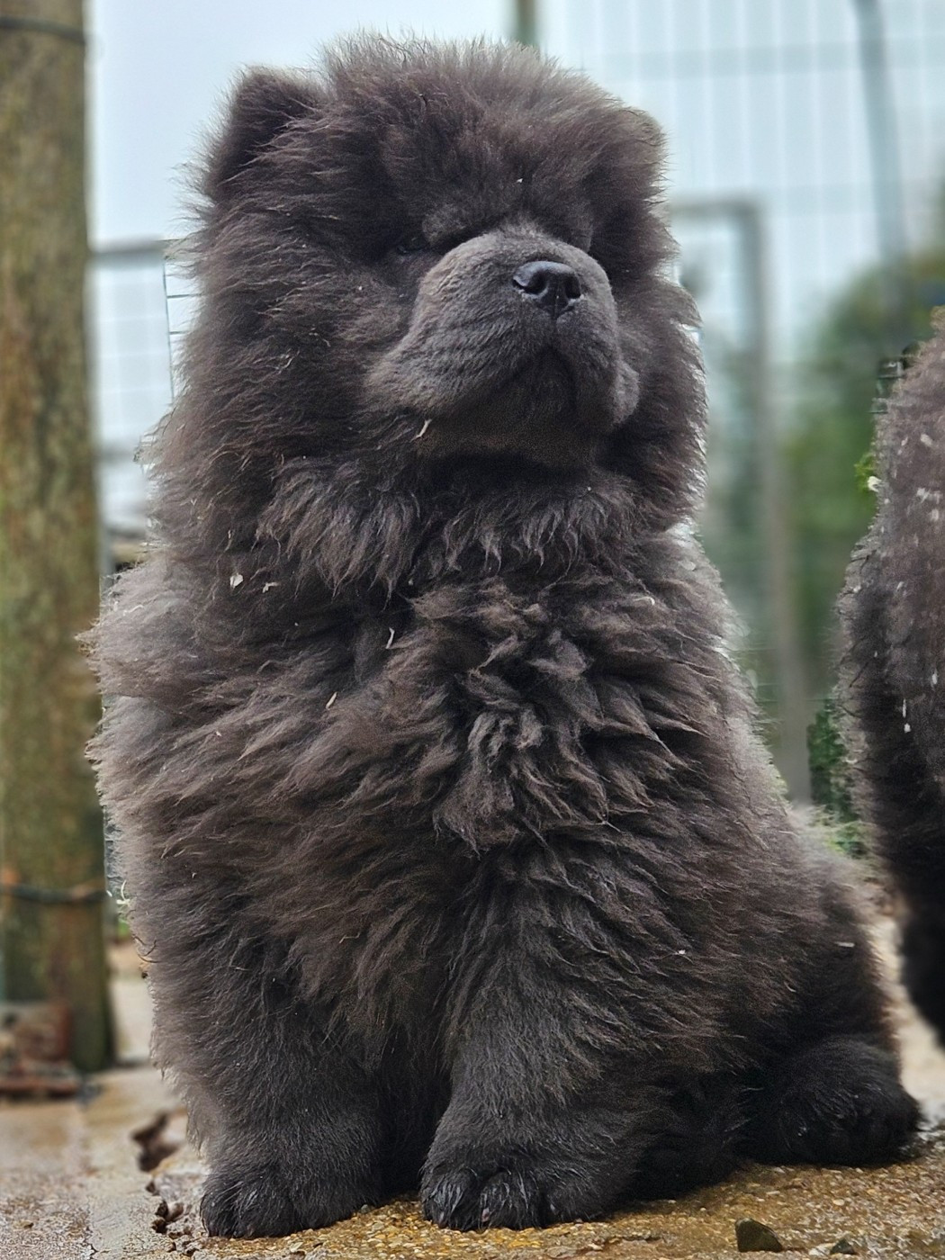 des préludes du chassignolan - Chiots disponibles - Chow Chow