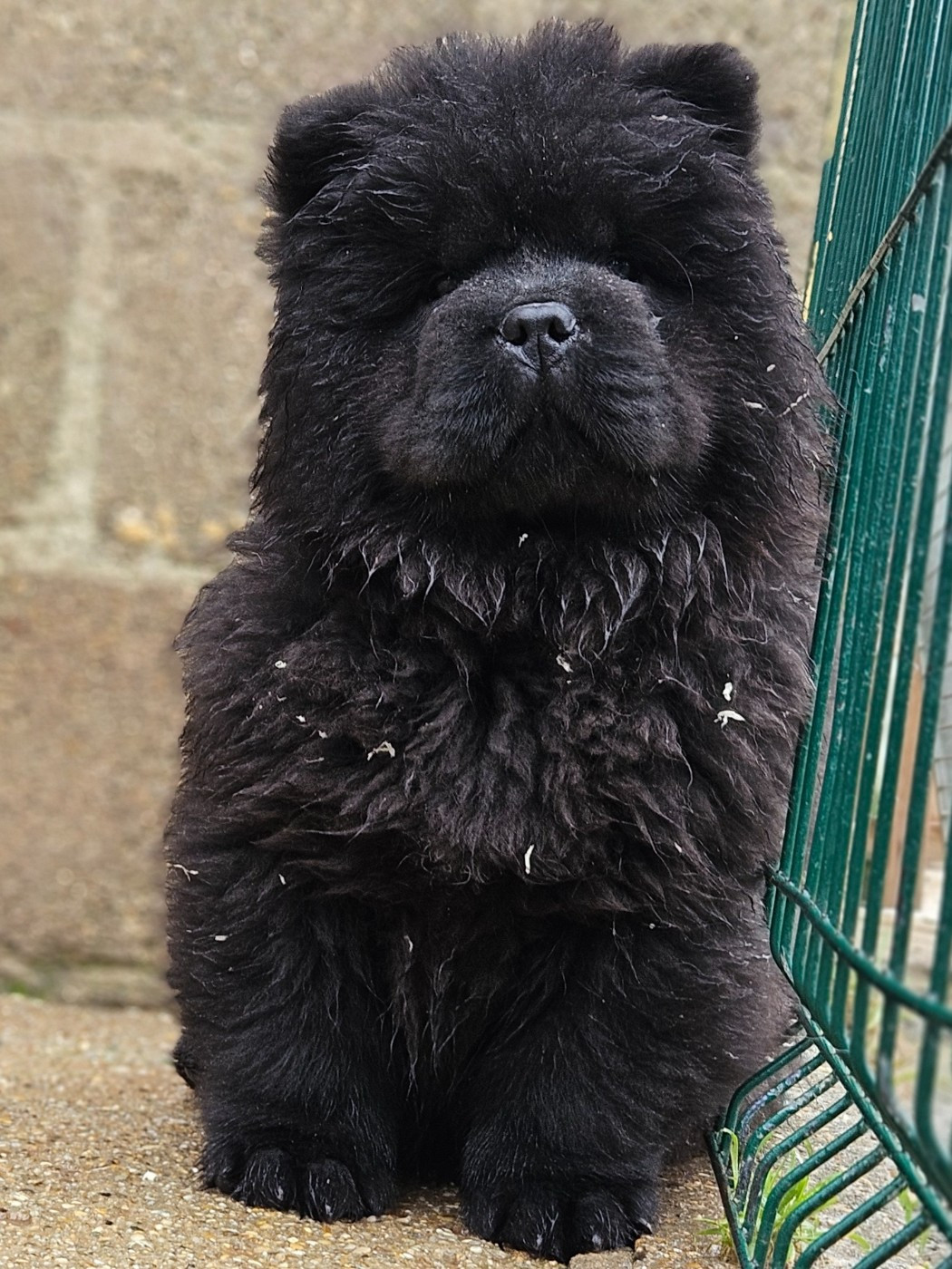 des préludes du chassignolan - Chiots disponibles - Chow Chow