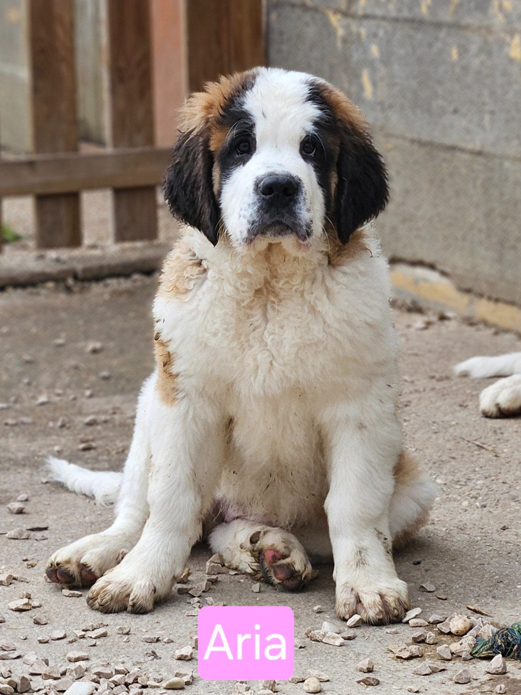 des préludes du chassignolan - Chiots disponibles - Chien du Saint-Bernard