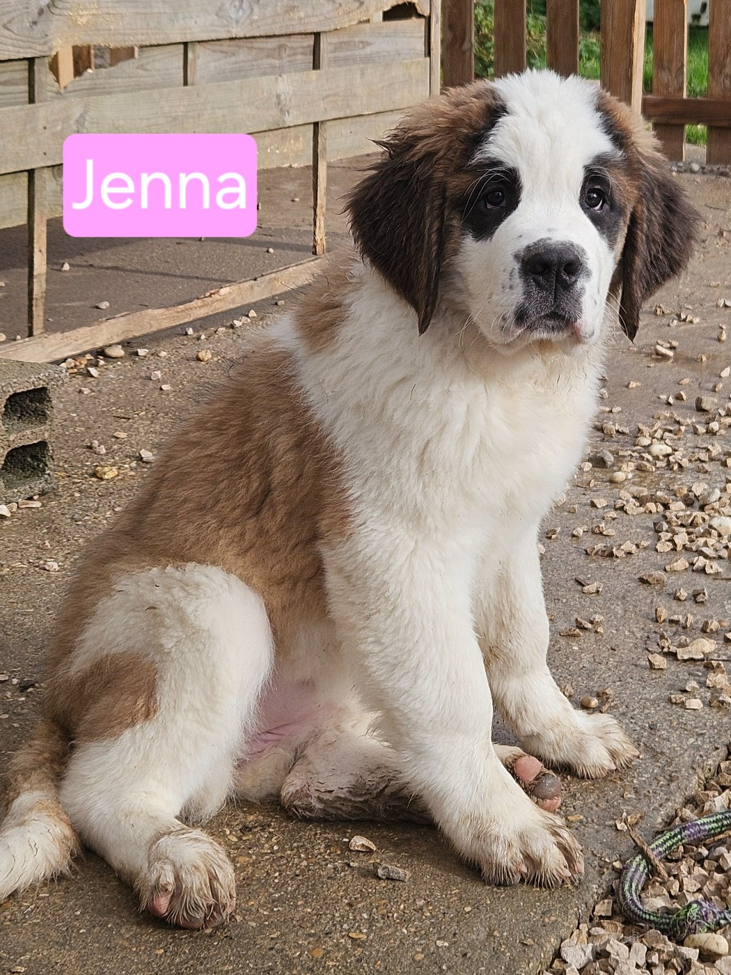 des préludes du chassignolan - Chiots disponibles - Chien du Saint-Bernard