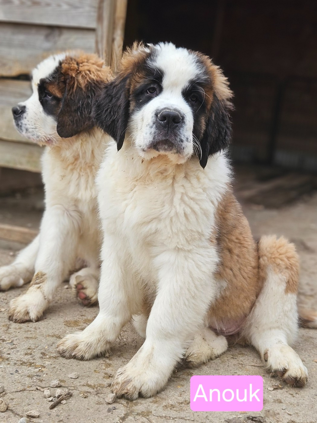 des préludes du chassignolan - Chiots disponibles - Chien du Saint-Bernard