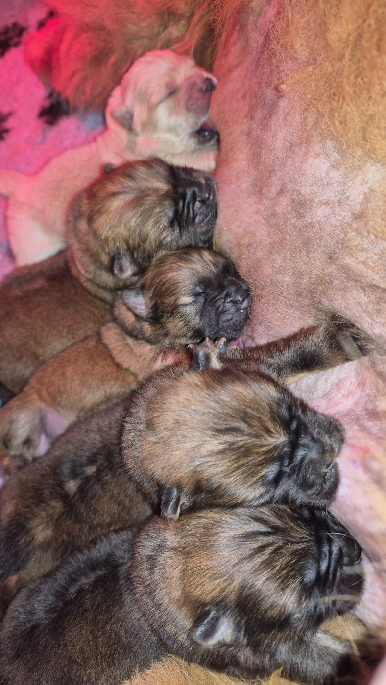 Chiot Chow Chow des préludes du chassignolan