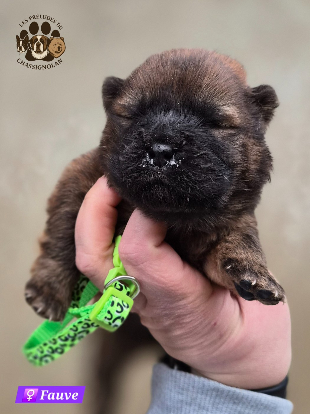 des préludes du chassignolan - Chiots disponibles - Chow Chow