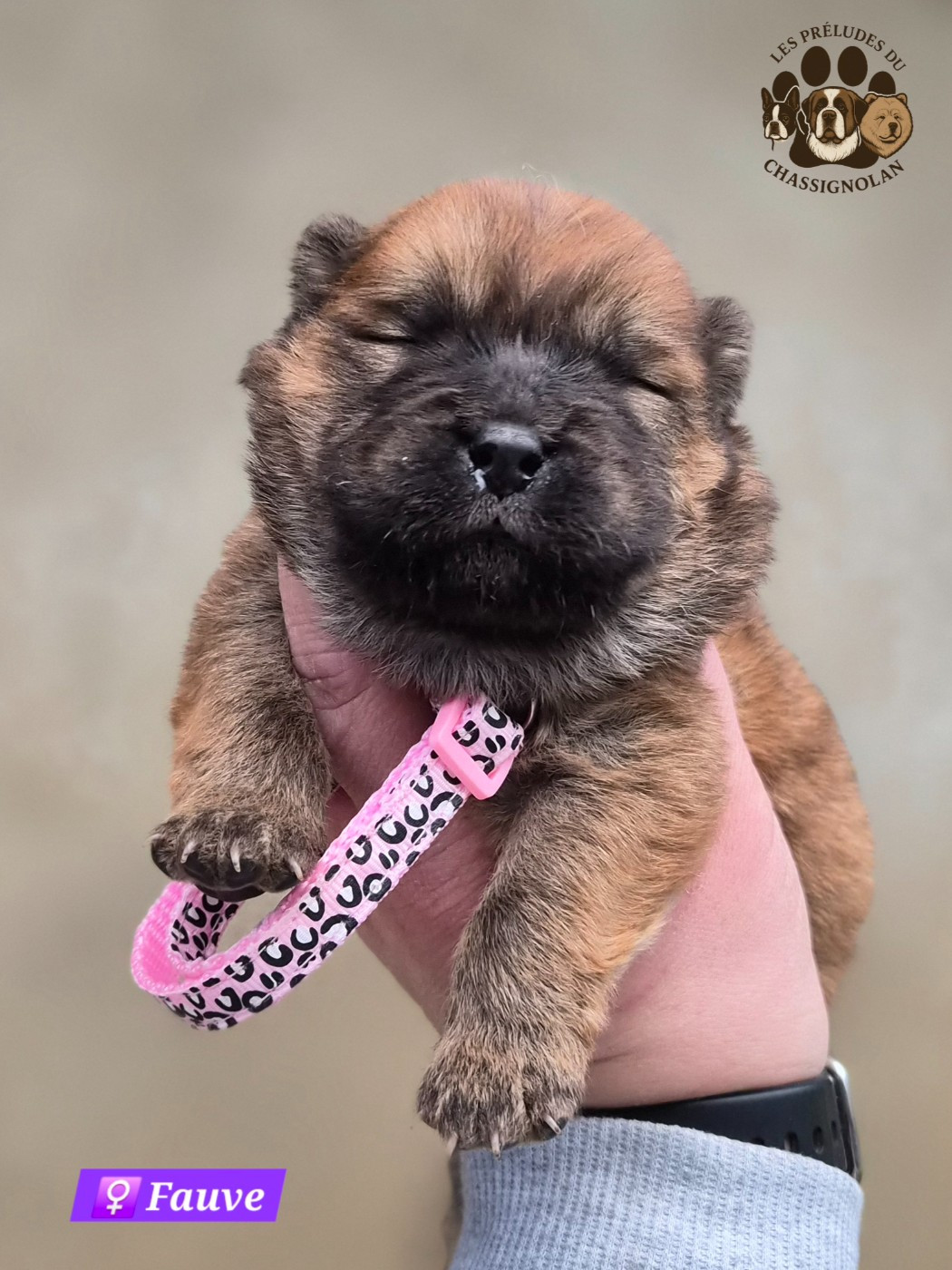 des préludes du chassignolan - Chiots disponibles - Chow Chow