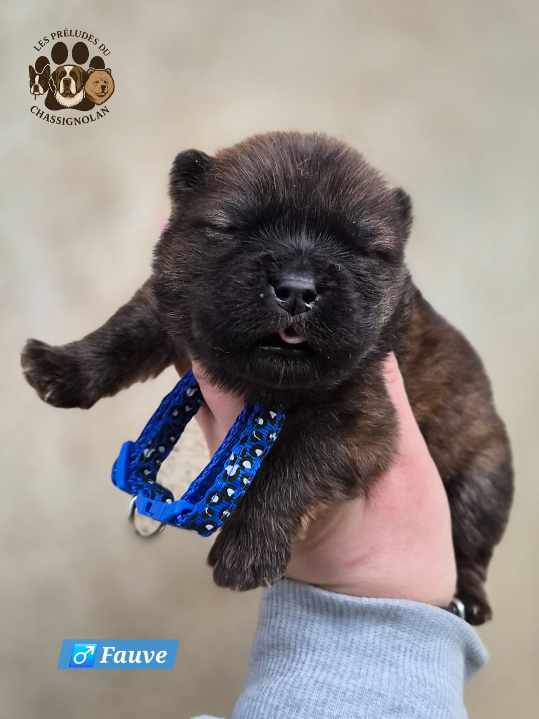 des préludes du chassignolan - Chiots disponibles - Chow Chow