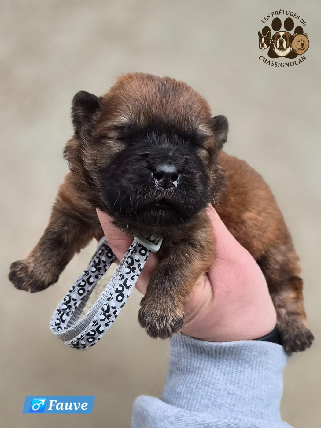 des préludes du chassignolan - Chiots disponibles - Chow Chow