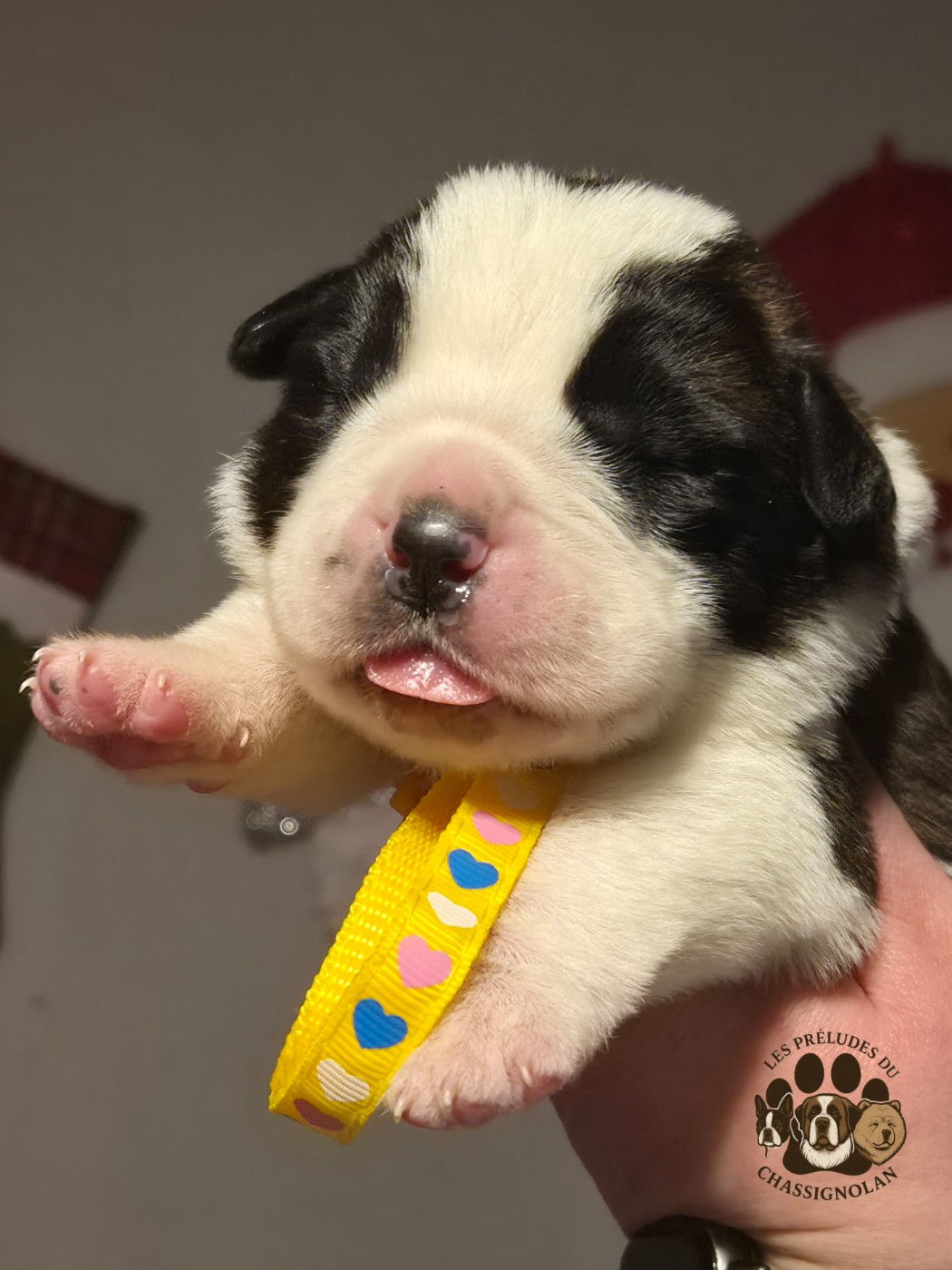 des préludes du chassignolan - Chiots disponibles - Chien du Saint-Bernard