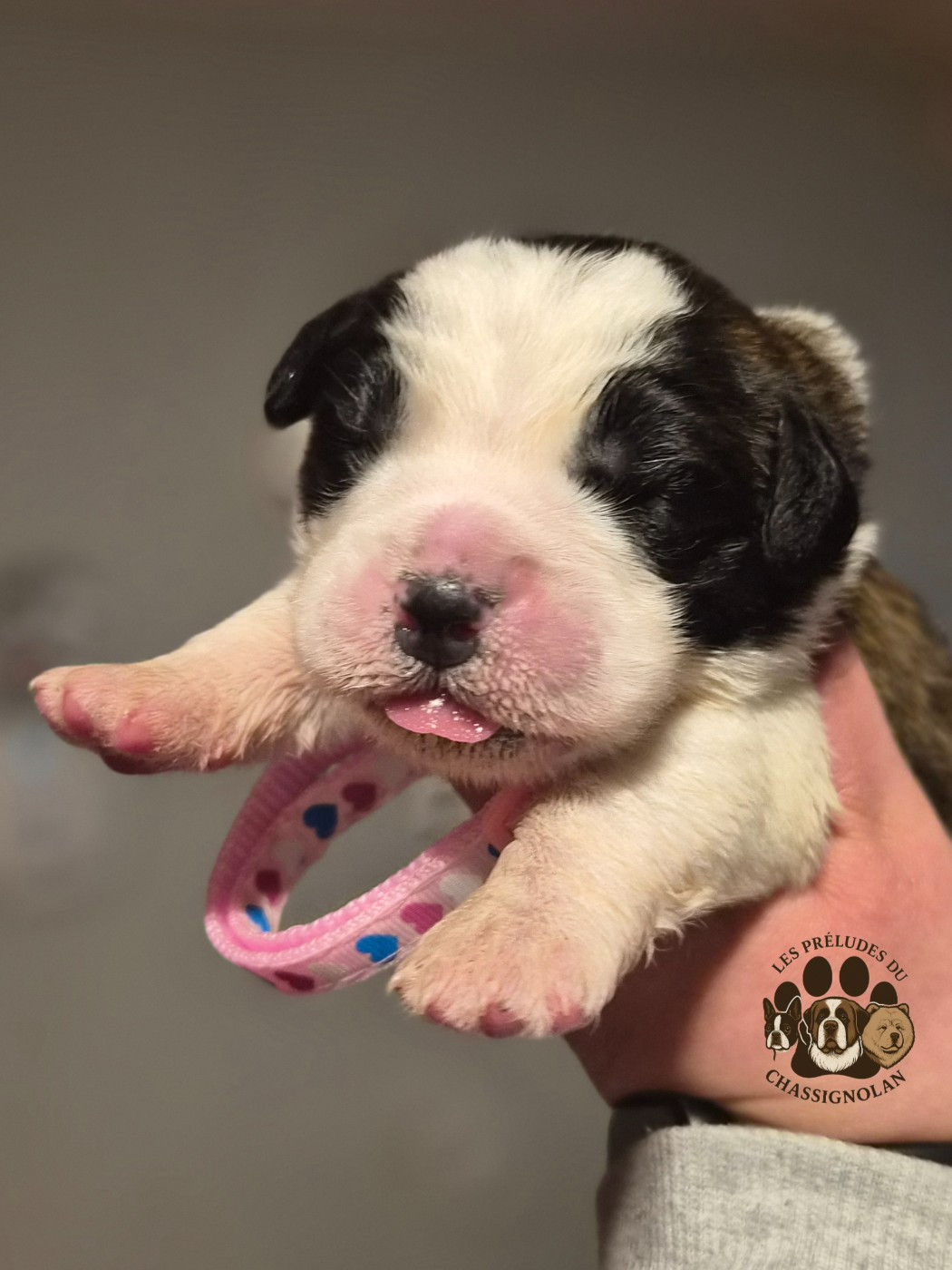 des préludes du chassignolan - Chiots disponibles - Chien du Saint-Bernard