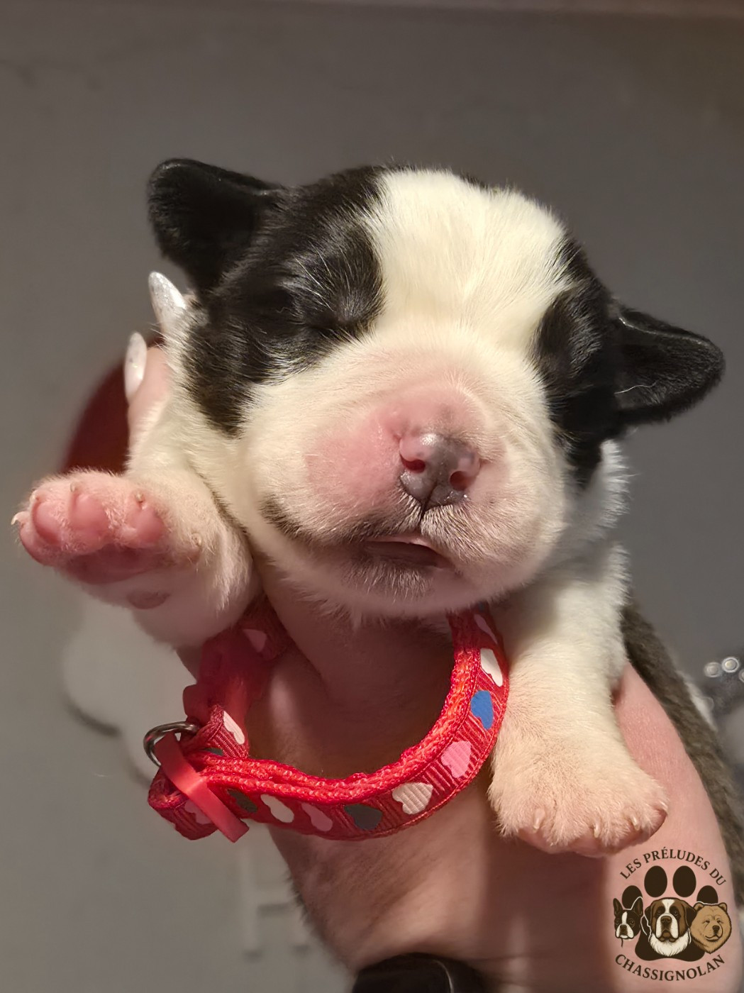 des préludes du chassignolan - Chiots disponibles - Chien du Saint-Bernard