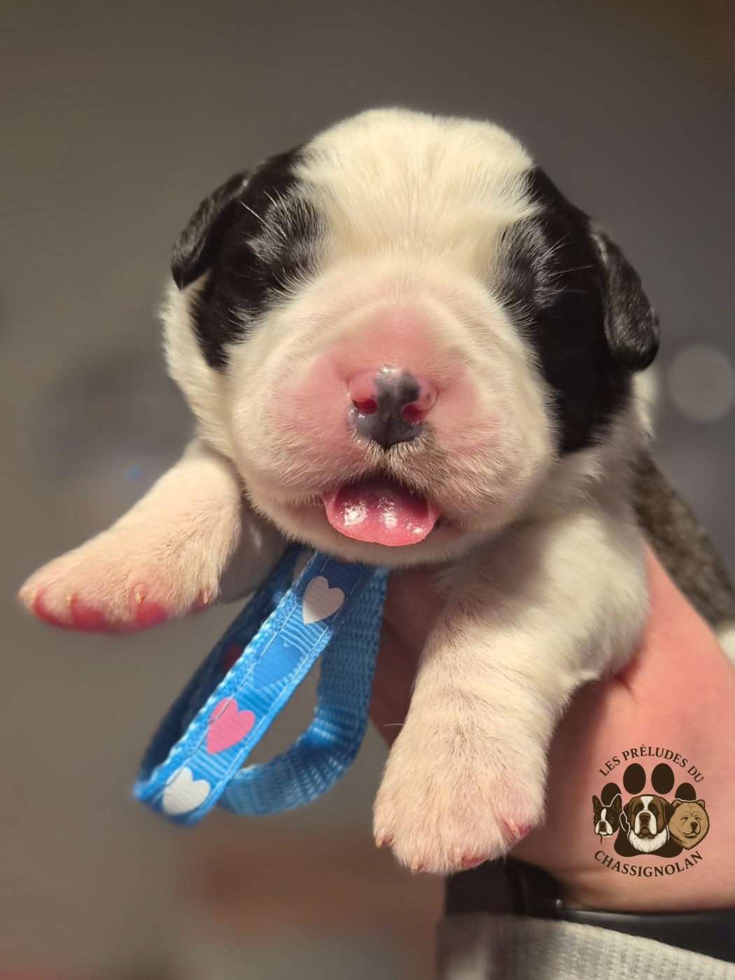 des préludes du chassignolan - Chiots disponibles - Chien du Saint-Bernard