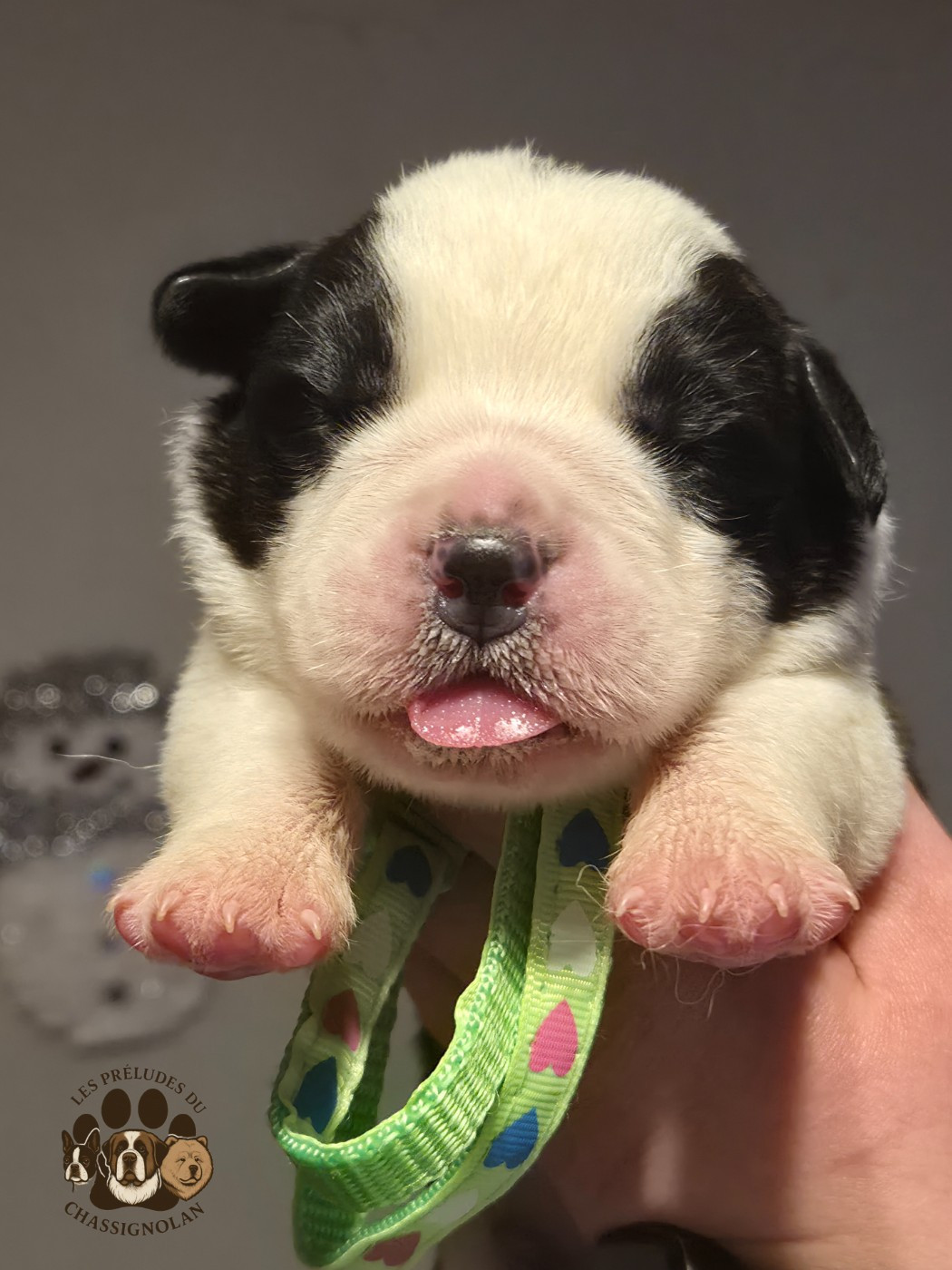 des préludes du chassignolan - Chiots disponibles - Chien du Saint-Bernard