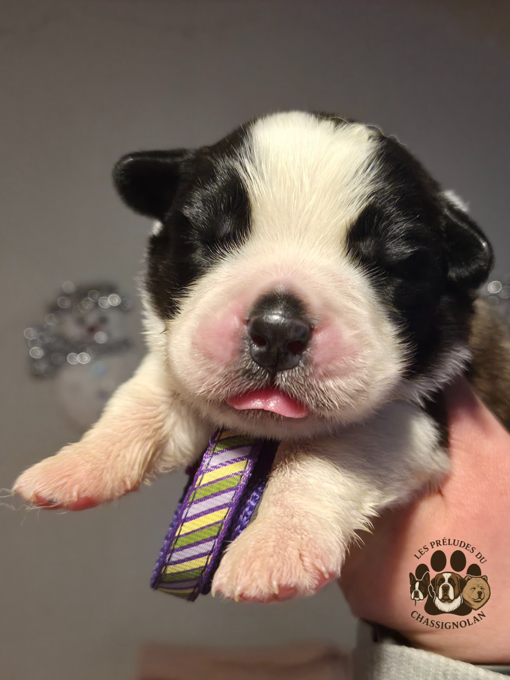 des préludes du chassignolan - Chiots disponibles - Chien du Saint-Bernard