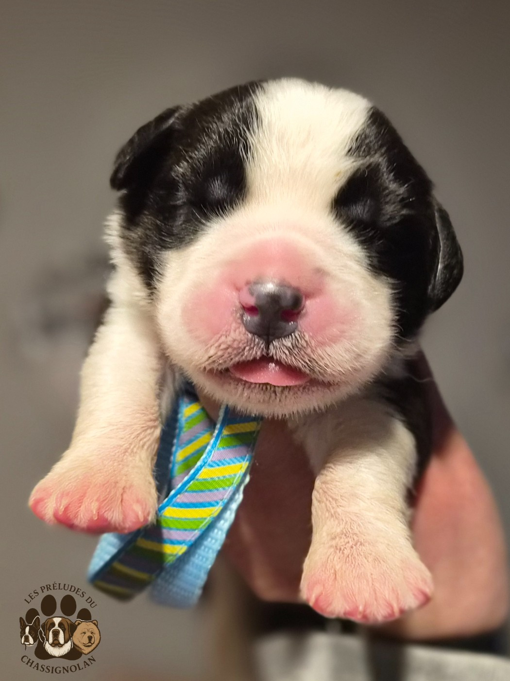 des préludes du chassignolan - Chiots disponibles - Chien du Saint-Bernard