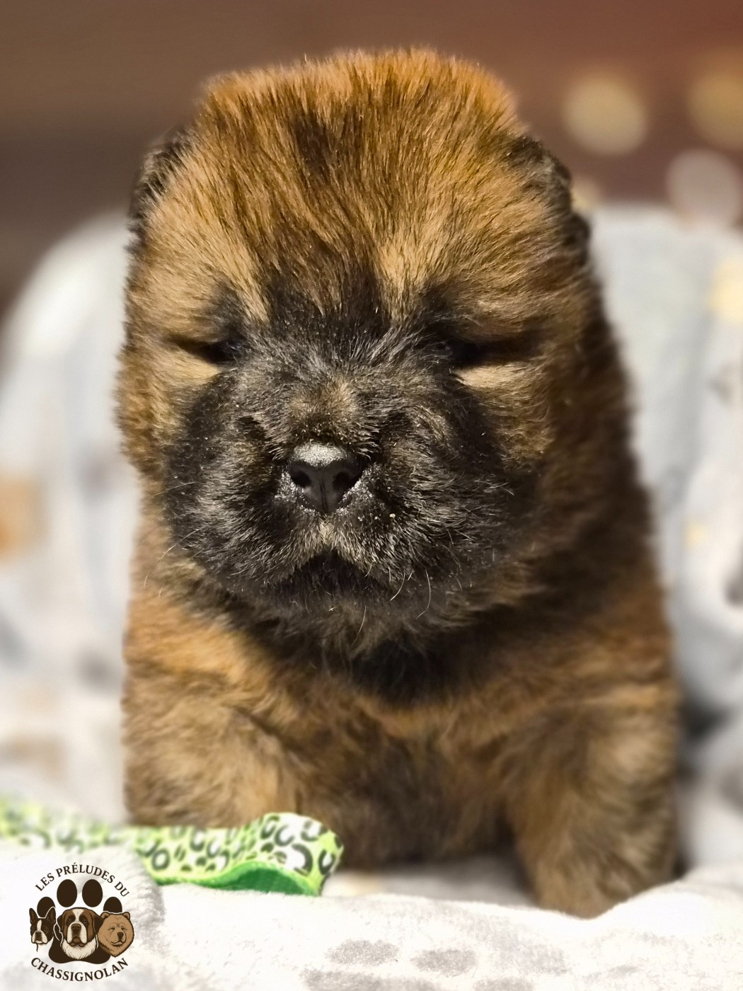 des préludes du chassignolan - Chiots disponibles - Chow Chow