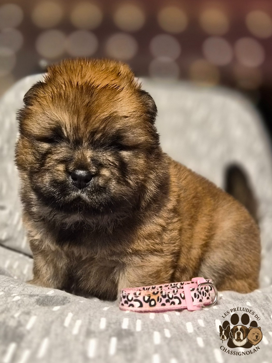 des préludes du chassignolan - Chiots disponibles - Chow Chow