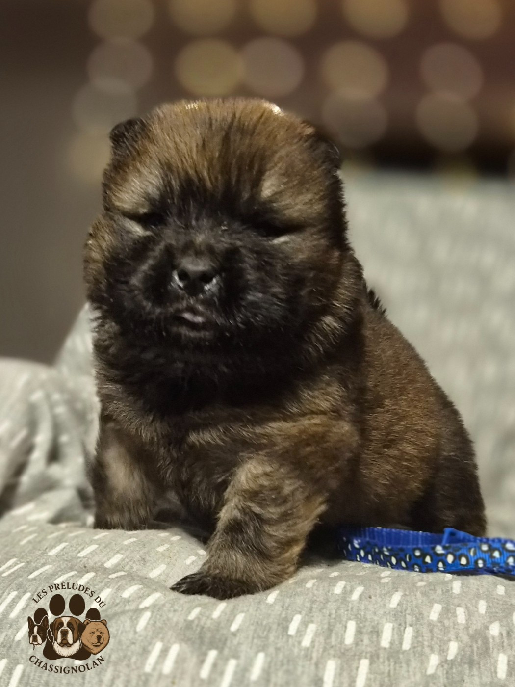 des préludes du chassignolan - Chiots disponibles - Chow Chow