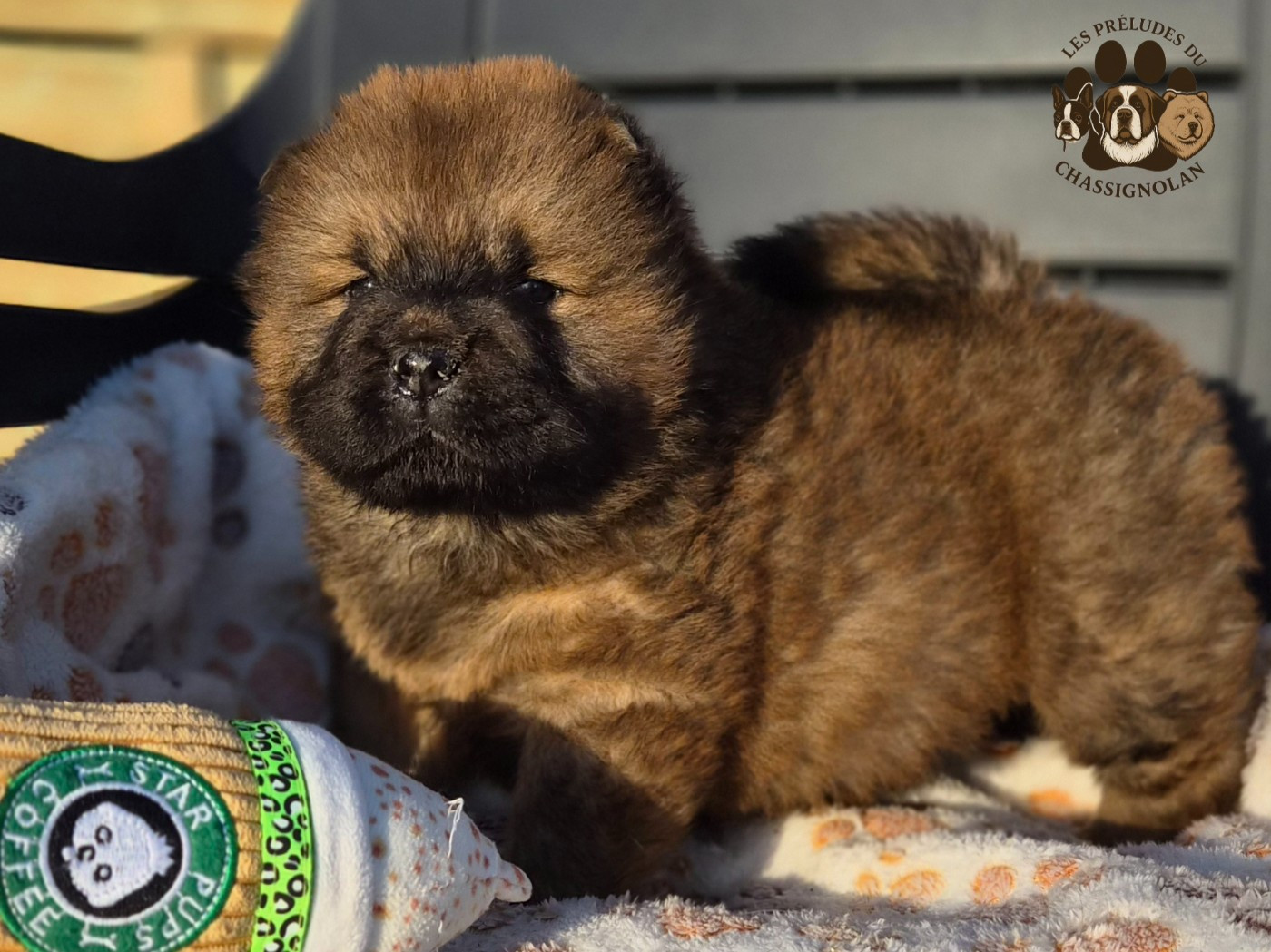 des préludes du chassignolan - Chiots disponibles - Chow Chow