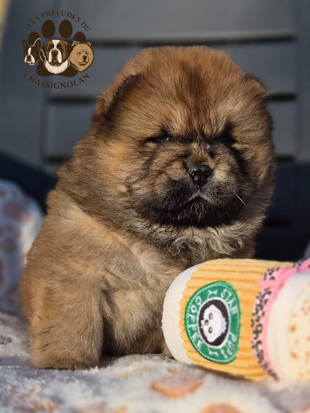 des préludes du chassignolan - Chiots disponibles - Chow Chow