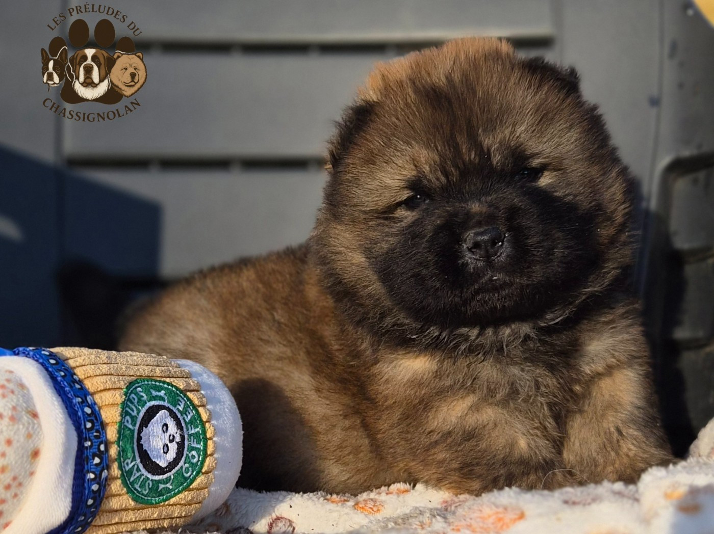 des préludes du chassignolan - Chiots disponibles - Chow Chow