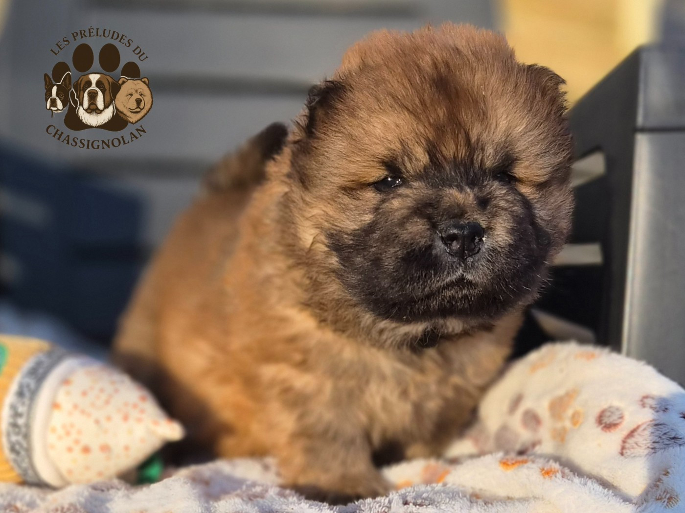 des préludes du chassignolan - Chiots disponibles - Chow Chow