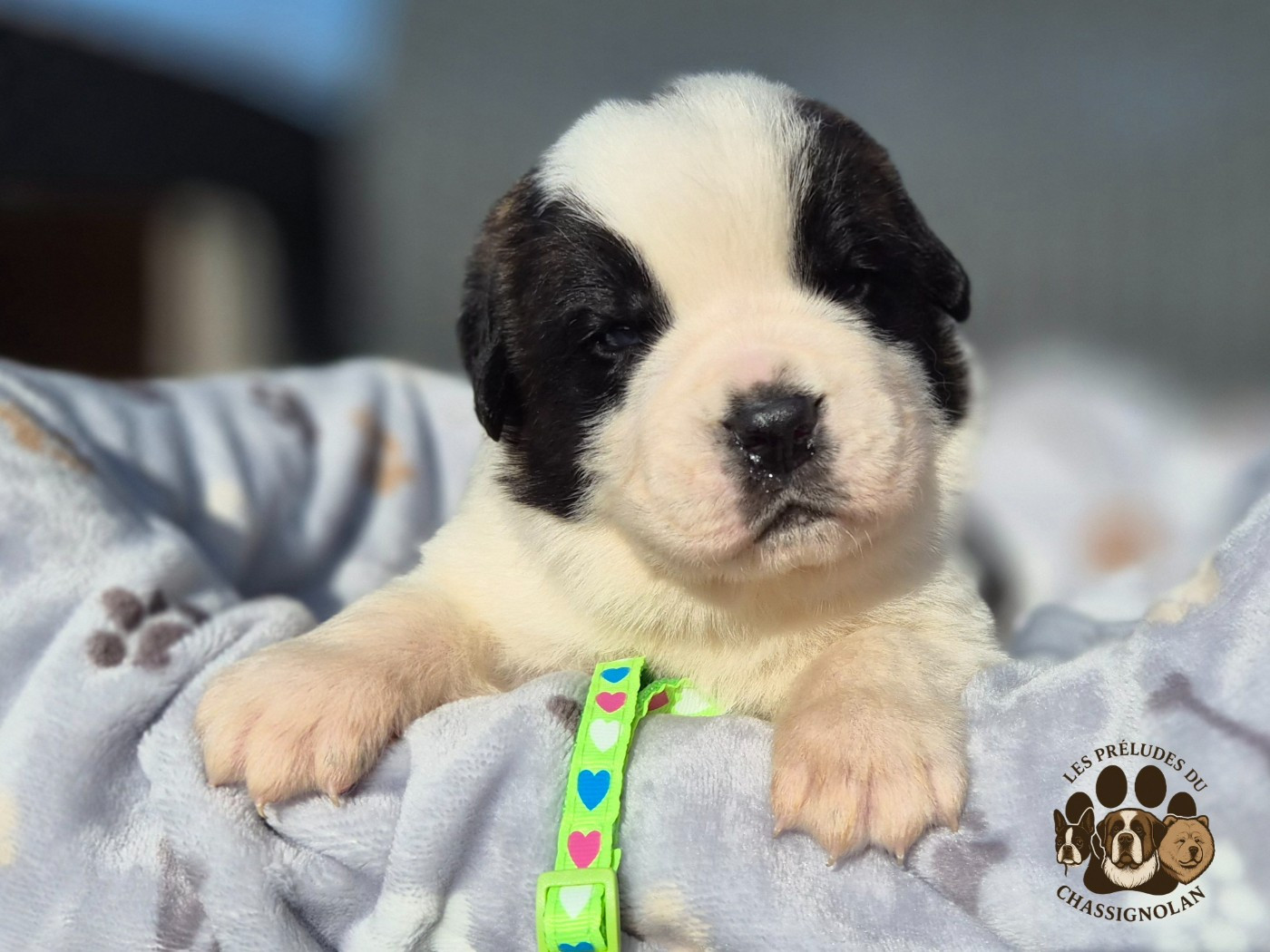 des préludes du chassignolan - Chiots disponibles - Chien du Saint-Bernard