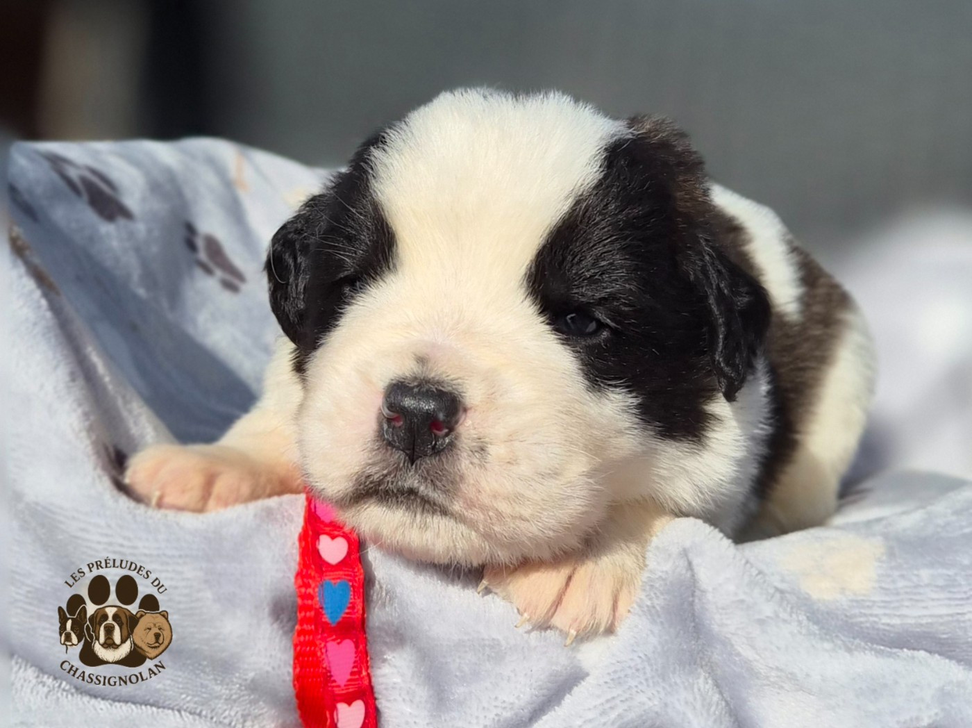 des préludes du chassignolan - Chiots disponibles - Chien du Saint-Bernard