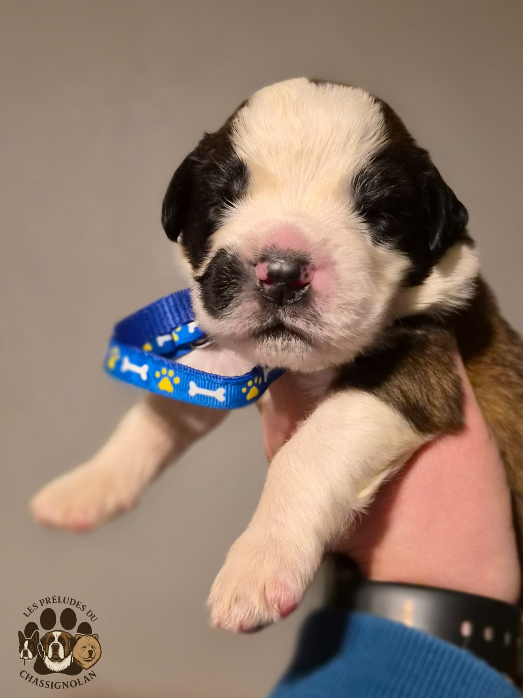 des préludes du chassignolan - Chiots disponibles - Chien du Saint-Bernard