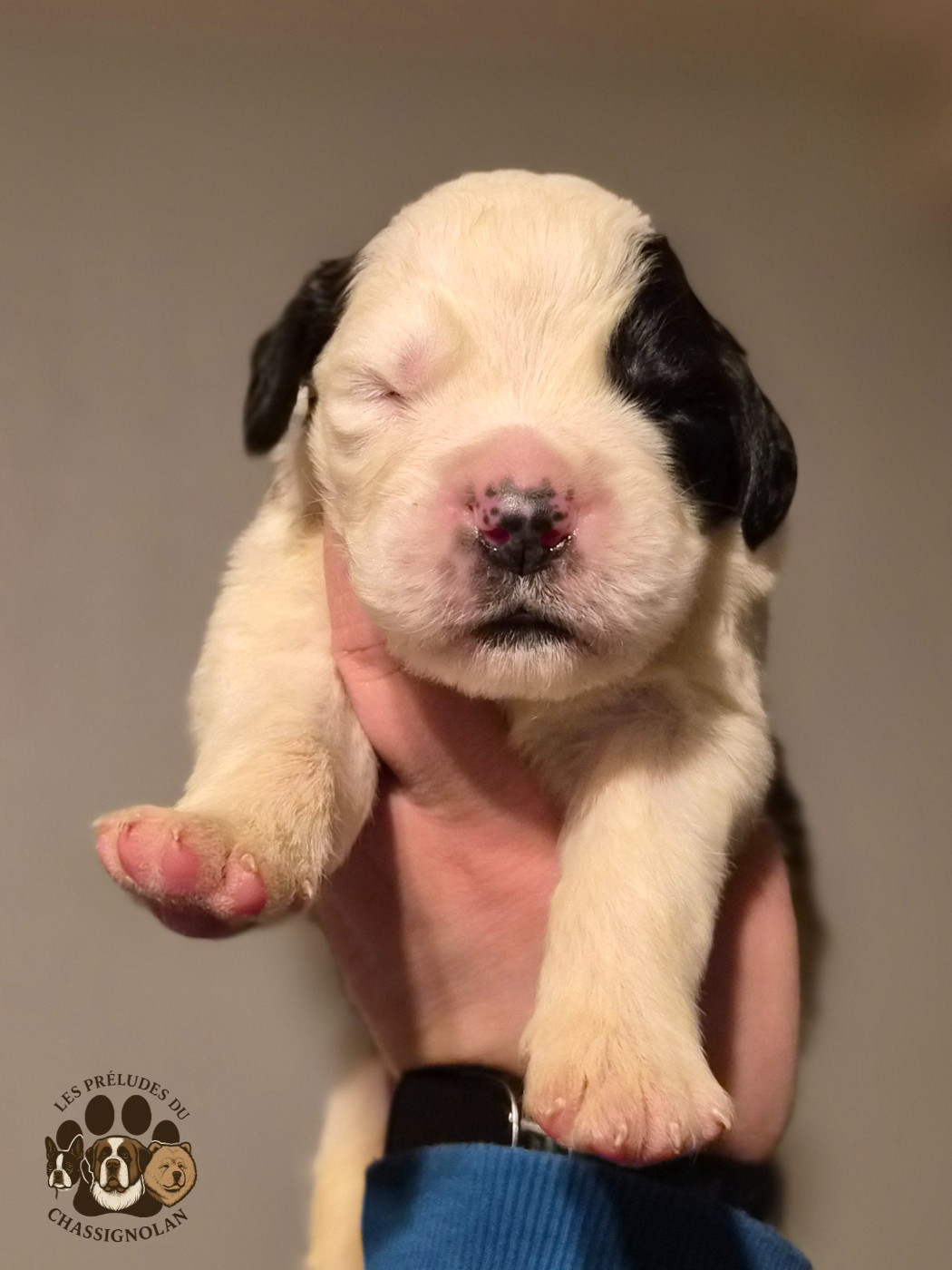 des préludes du chassignolan - Chiots disponibles - Chien du Saint-Bernard