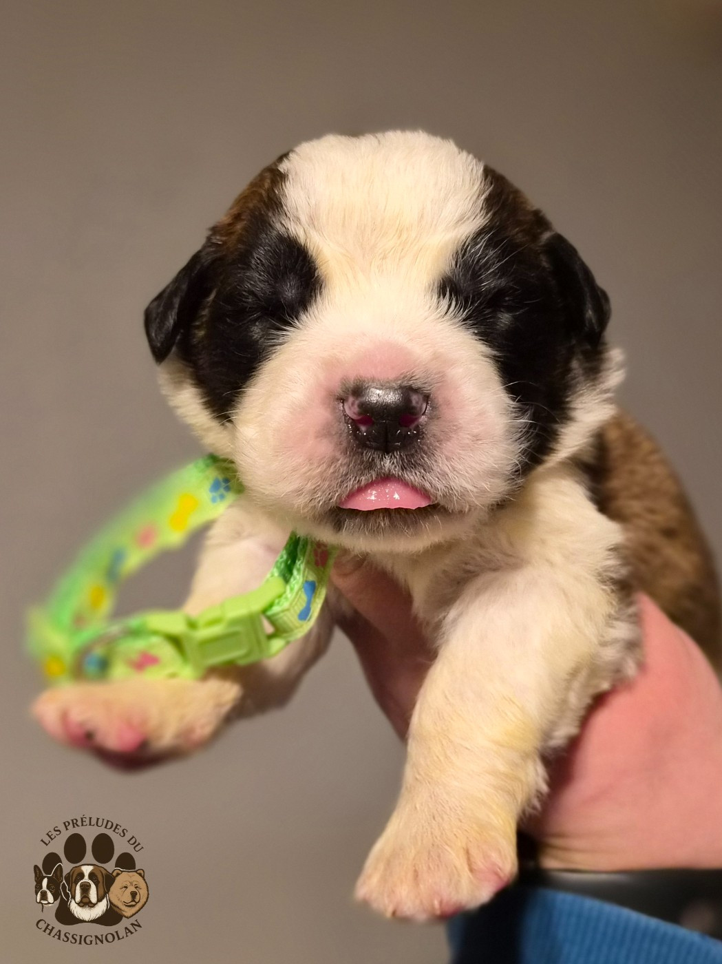 des préludes du chassignolan - Chiots disponibles - Chien du Saint-Bernard