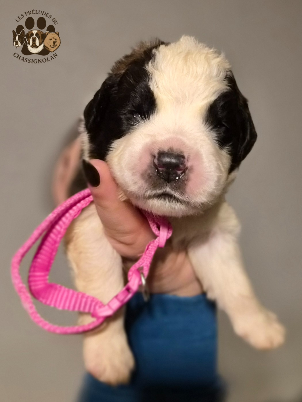 des préludes du chassignolan - Chiots disponibles - Chien du Saint-Bernard