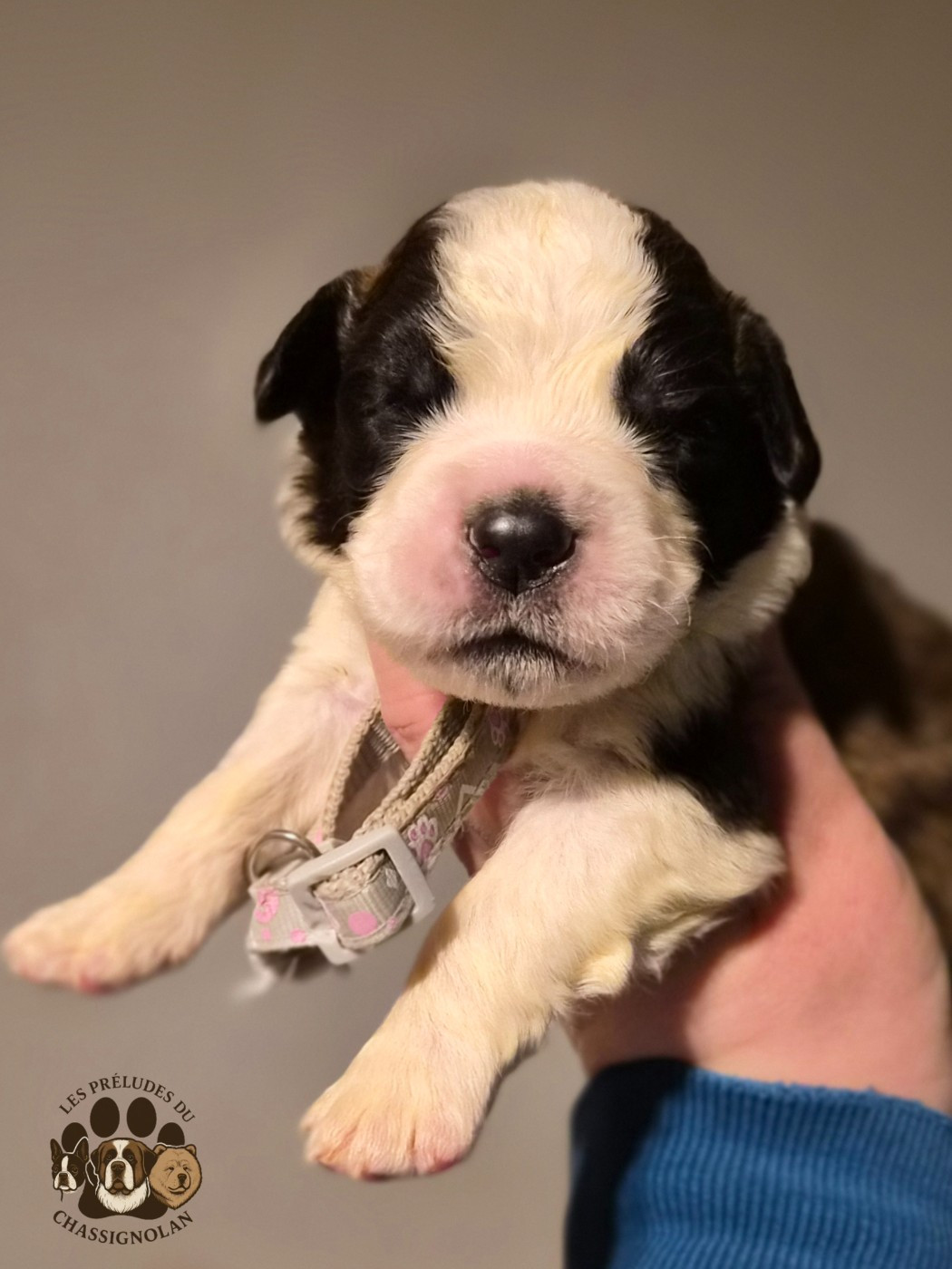 des préludes du chassignolan - Chiots disponibles - Chien du Saint-Bernard