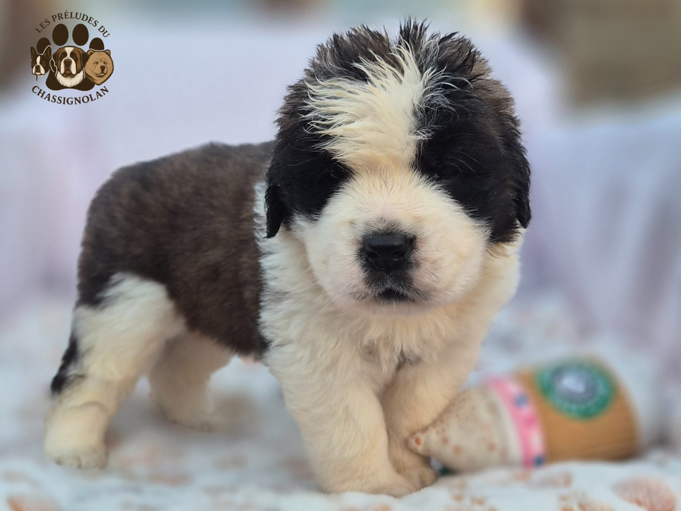 des préludes du chassignolan - Chiots disponibles - Chien du Saint-Bernard