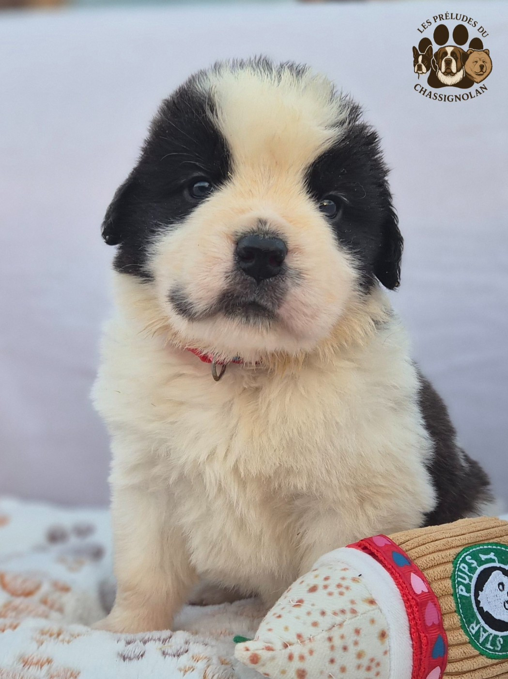 des préludes du chassignolan - Chiots disponibles - Chien du Saint-Bernard