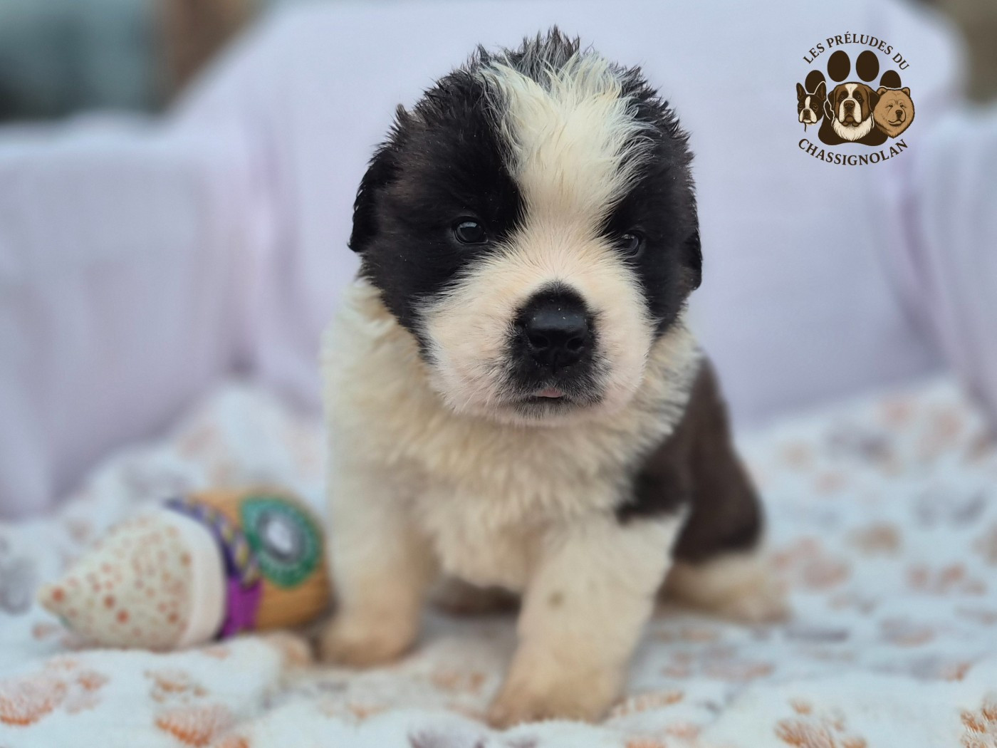 des préludes du chassignolan - Chiots disponibles - Chien du Saint-Bernard