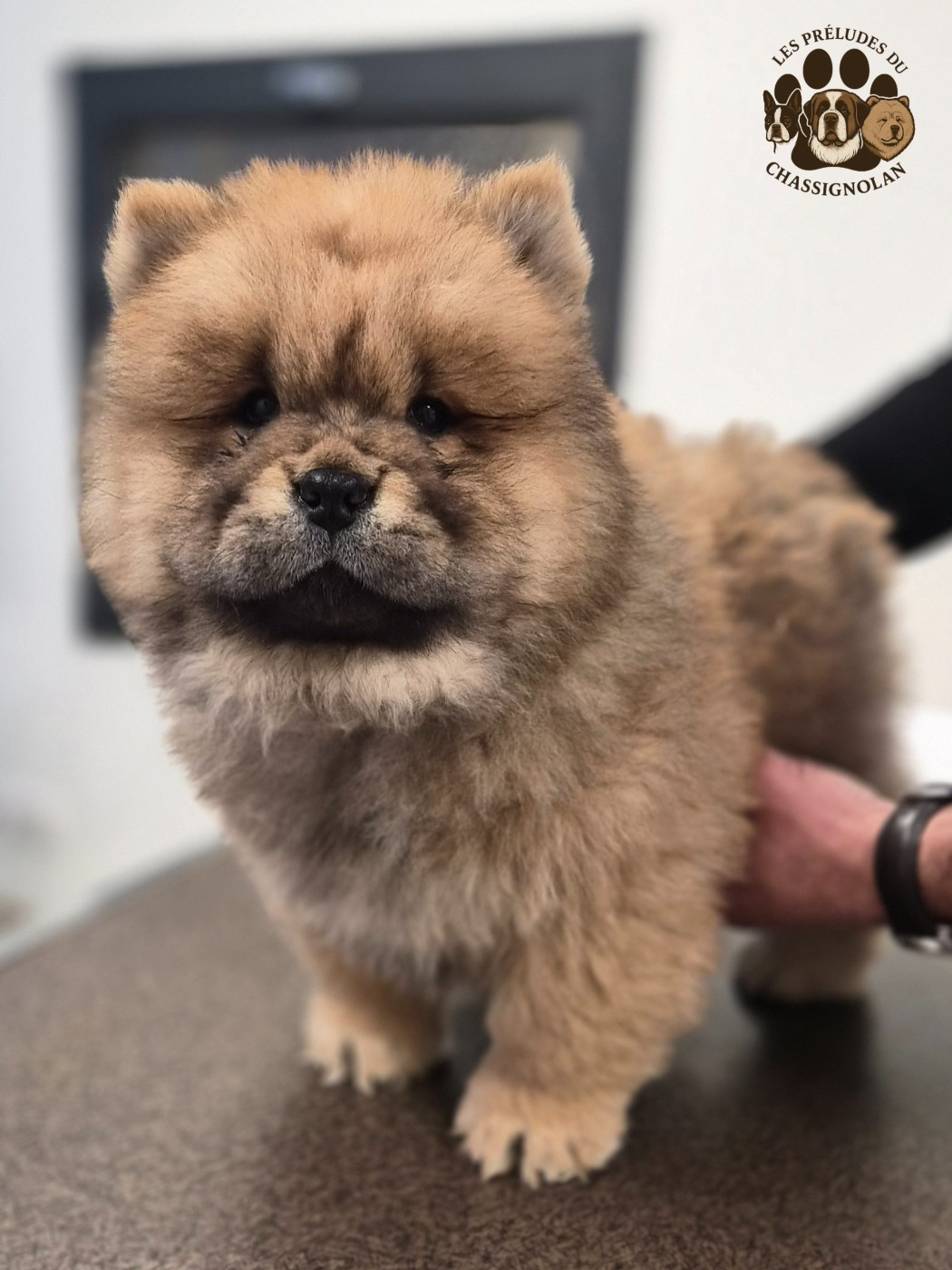 Albanne (collier rose)