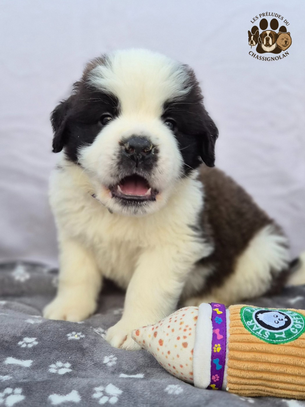 des préludes du chassignolan - Chiots disponibles - Chien du Saint-Bernard