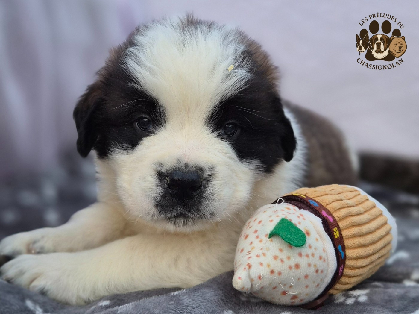 des préludes du chassignolan - Chiots disponibles - Chien du Saint-Bernard