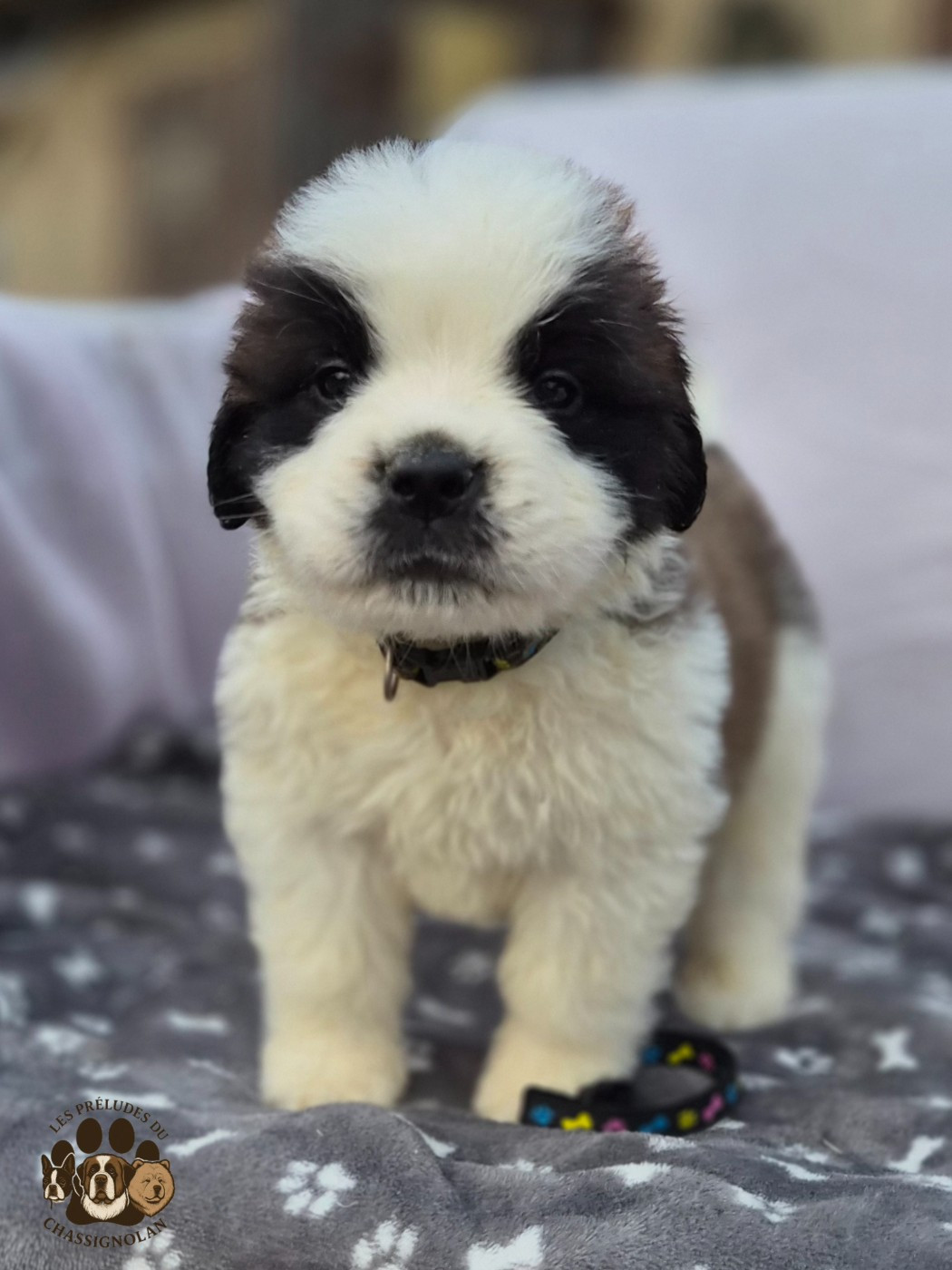 des préludes du chassignolan - Chiots disponibles - Chien du Saint-Bernard