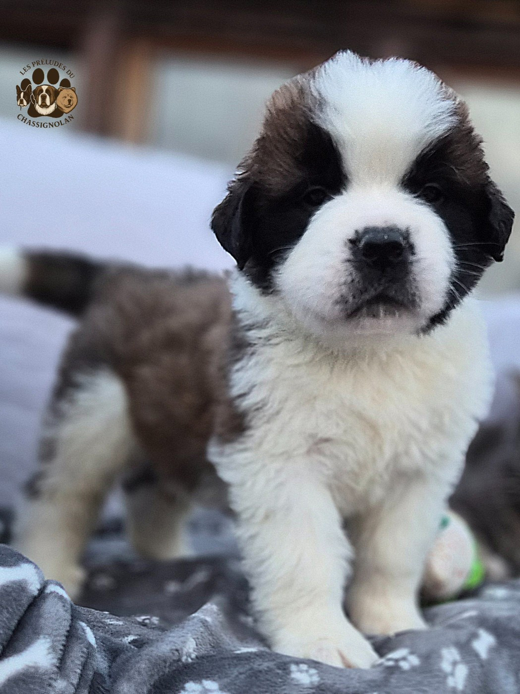 des préludes du chassignolan - Chiots disponibles - Chien du Saint-Bernard