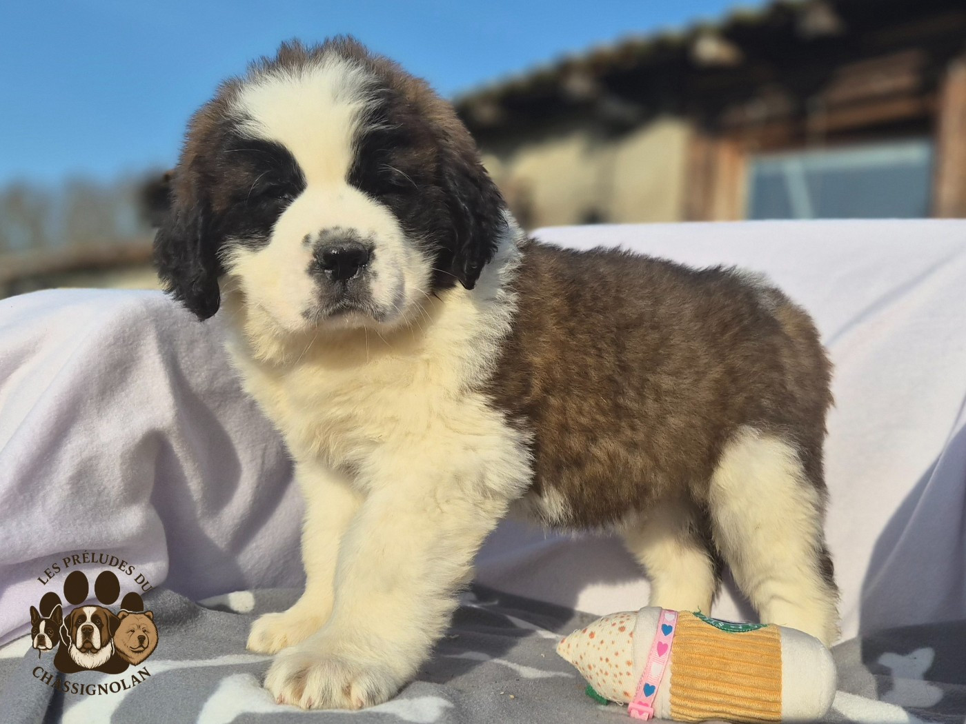 des préludes du chassignolan - Chiots disponibles - Chien du Saint-Bernard