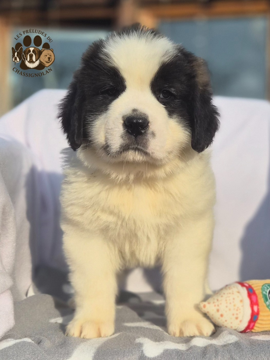 des préludes du chassignolan - Chiots disponibles - Chien du Saint-Bernard