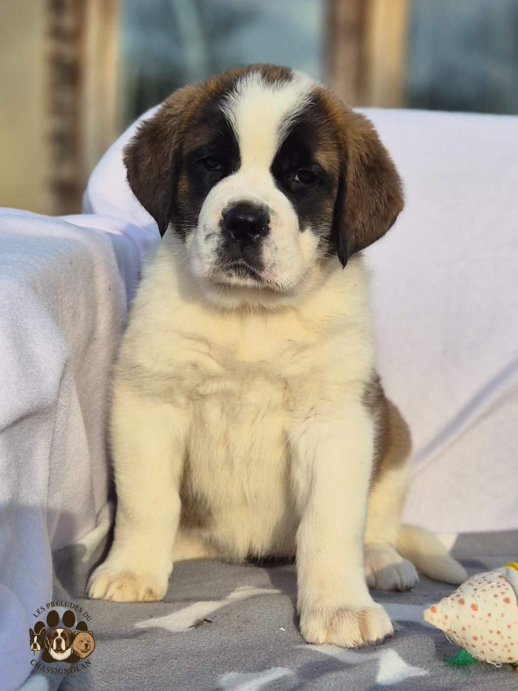 des préludes du chassignolan - Chiots disponibles - Chien du Saint-Bernard