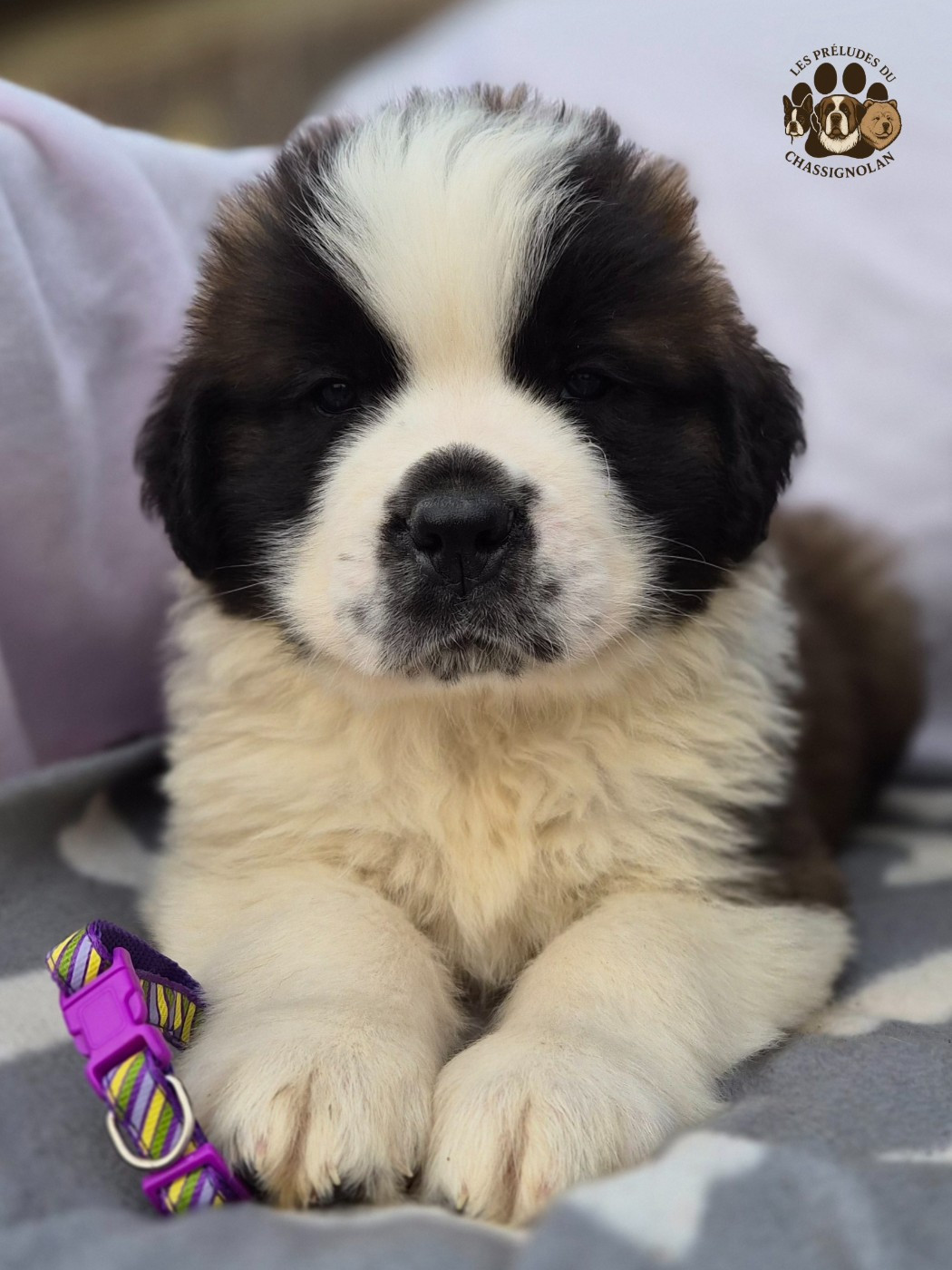 des préludes du chassignolan - Chiots disponibles - Chien du Saint-Bernard