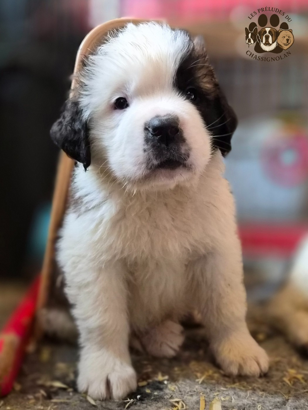 des préludes du chassignolan - Chiots disponibles - Chien du Saint-Bernard