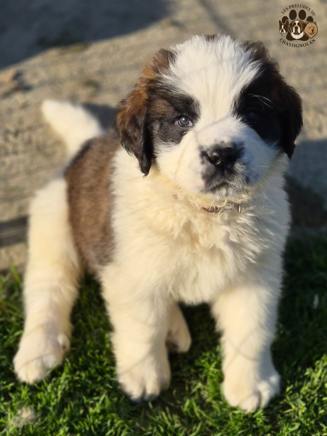 des préludes du chassignolan - Chiots disponibles - Chien du Saint-Bernard
