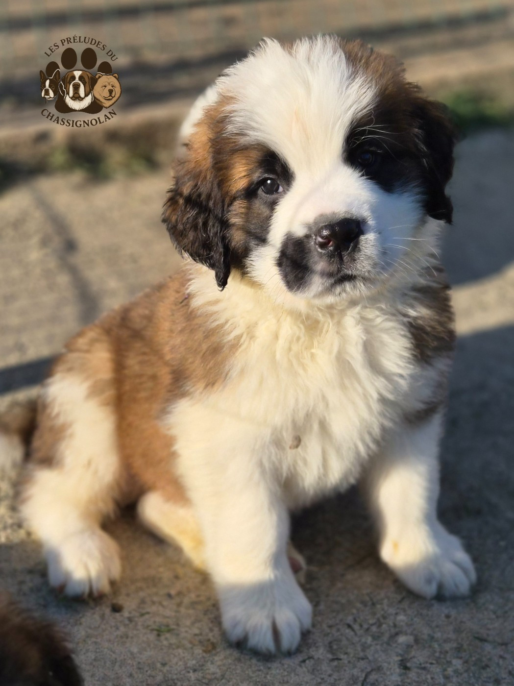 des préludes du chassignolan - Chiots disponibles - Chien du Saint-Bernard