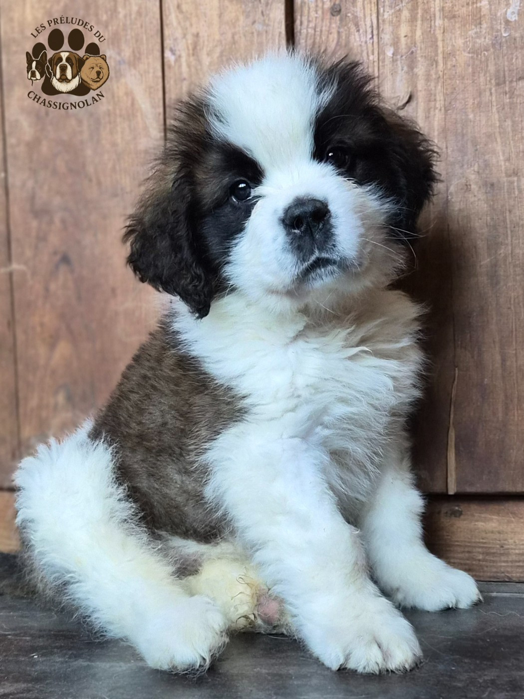 des préludes du chassignolan - Chiots disponibles - Chien du Saint-Bernard