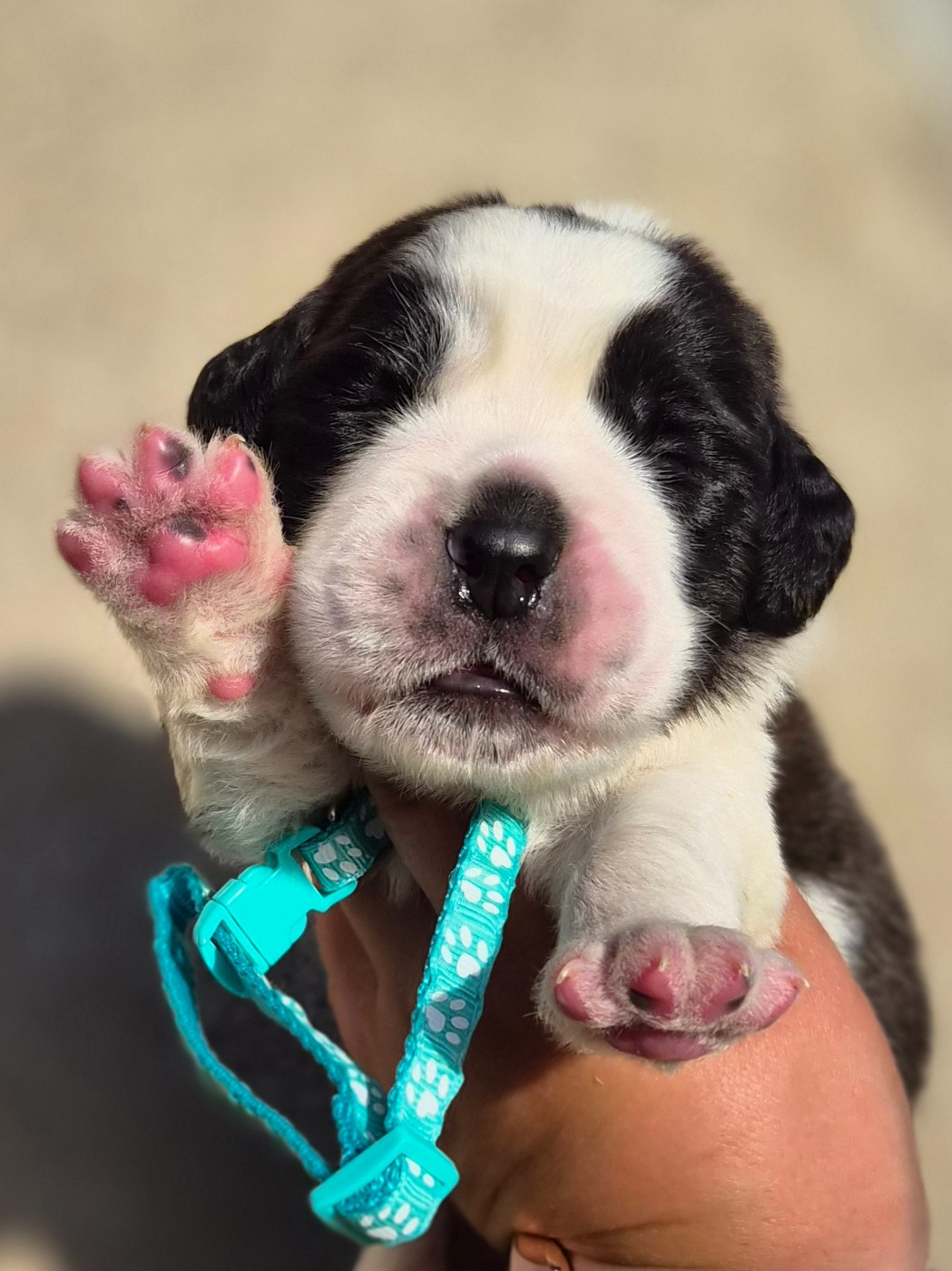 des préludes du chassignolan - Chiots disponibles - Chien du Saint-Bernard