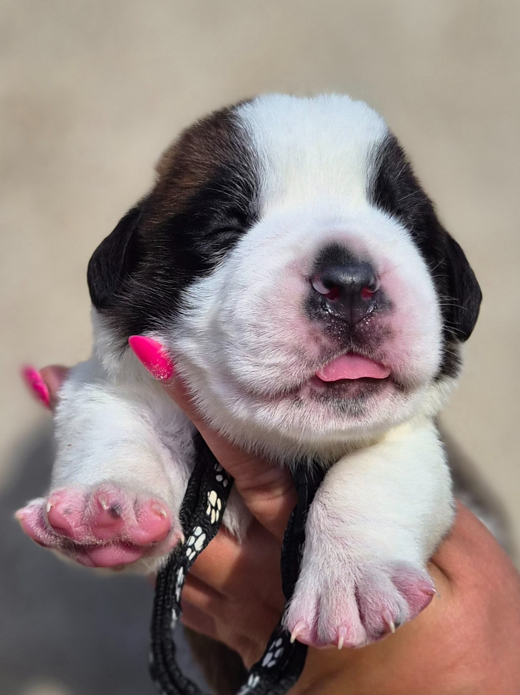 des préludes du chassignolan - Chiots disponibles - Chien du Saint-Bernard